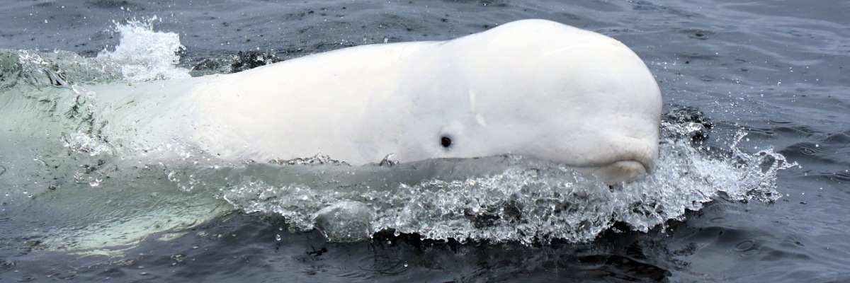 Gros plan sur la tête d’une baleine blanche qui nage partiellement hors de l’eau.