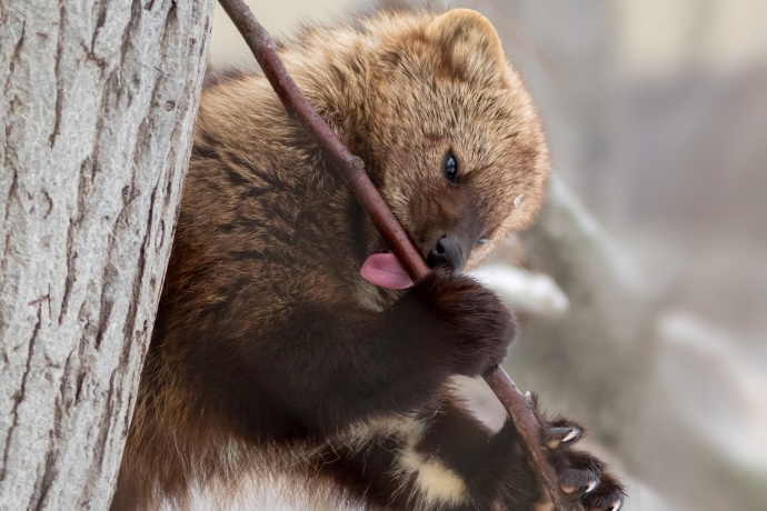 Un mammifère de taille moyenne ressemblant à un ours brun avec de longues griffes lèche une branche dans un arbre.