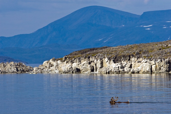Un caribou nage dans l'eau en direction d'un rivage rocheux avec des montagnes en arrière-plan. 