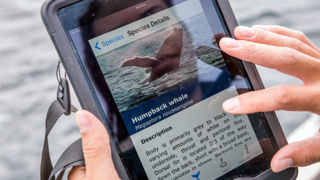 Les visiteurs participent aux « sciences citoyennes » en enregistrant leurs observations de baleines sur l'application.