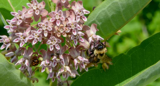 A bee pollinating a common milkweed plant