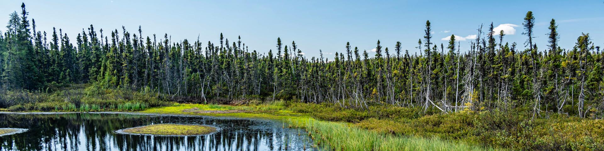 Coniferous forest lining the edge of a wetland.