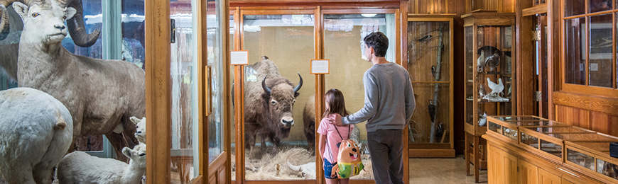 Un père et sa fille découvrent l'exposition de spécimens de bisons à l'étage principal du musée, l'exposition de mouflons du Canada à gauche. Lieu historique national du Musée-du-Parc-Banff. 