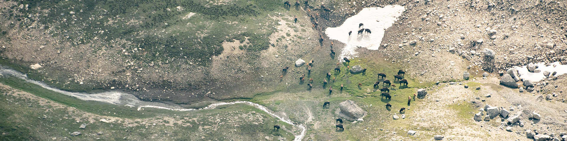 free roaming bison