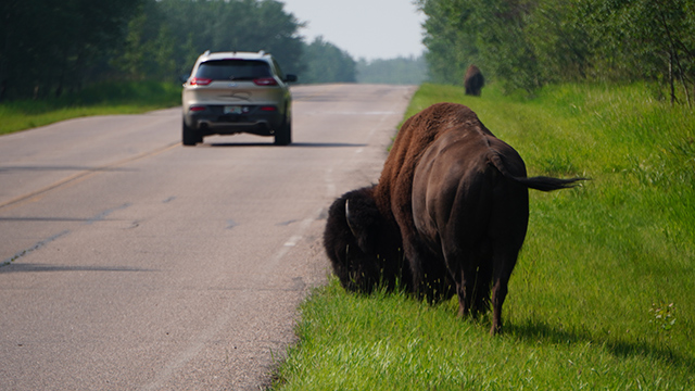 a bison grazes beside the road in Elk Island National Park