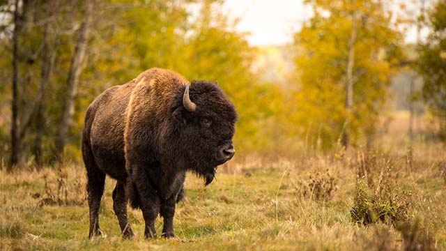 Un bison des prairies dans les prairies devant une forêt de trembles à l'automne.