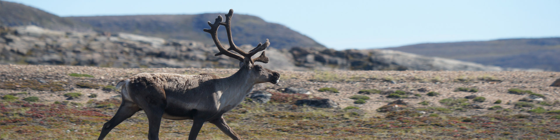 Close-up of a caribou walking across the tundra. 
