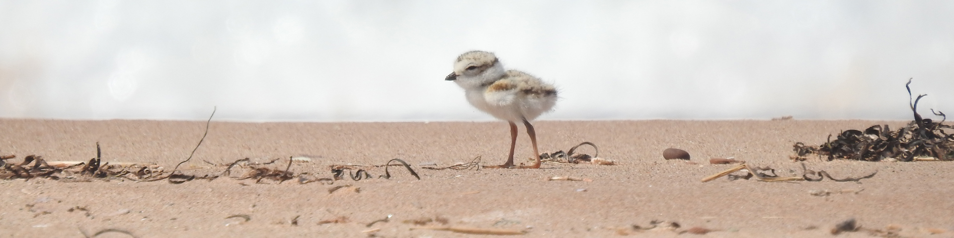 A Plover chick stands alone on the beach in PEI National Park