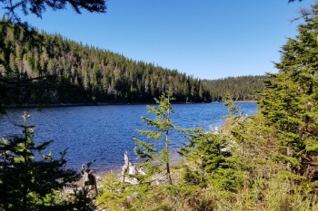 A lake surrounded by mostly coniferous trees