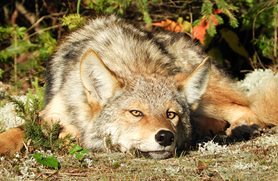 A wolf lies on the ground at La Mauricie National Park.