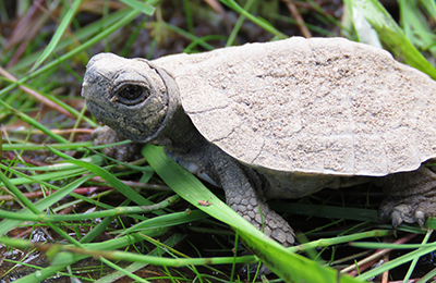 Un bébé tortue des bois marche dans l’herbe.