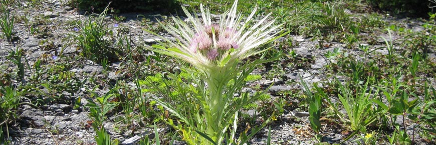 A pink plant with fanned out leaves at the top of a long green stem, commonly known as the Mingan Thistle. 