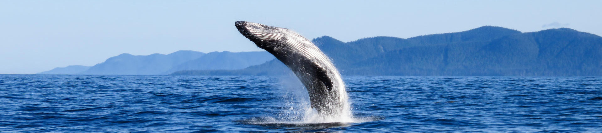 A humpback whale breaches on the surface of the water in Gwaii Haanas National Park Reserve, National Marine Conservation Area Reserve, and Haida Heritage Site.