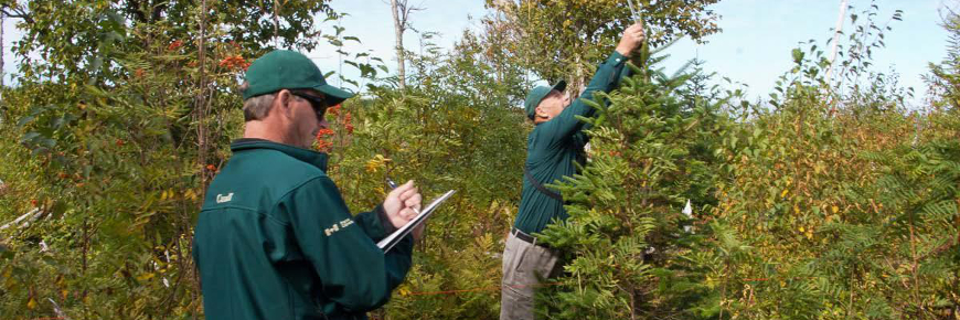Two men standing beside a small evergreen tree.