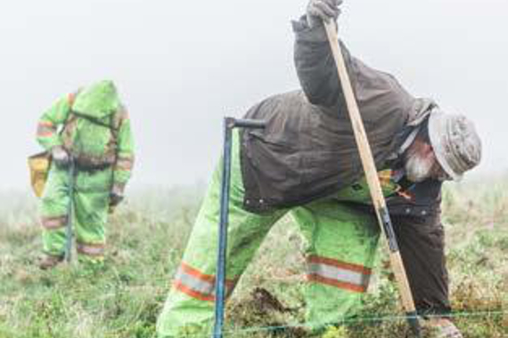 Deux personnes plantant des semis de sapin baumier.