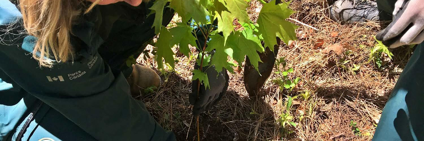 Woman planting a maple sugar seedling.