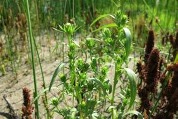 A small green plant (aster) growing in sand.