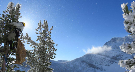 a worker collects pine cones on the top of a small whitebark pine during the winter