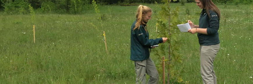 Two women examining a white cedar sapling in a field of other saplings.