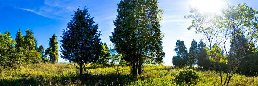 Une savane en plein soleil avec quelques arbres et arbustes.