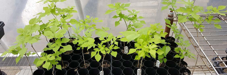 Rows of red mulberry seedlings several inches high.