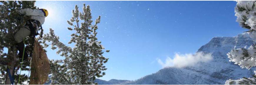 A worker collecting cones at the top of a small whitebark pine tree in winter.