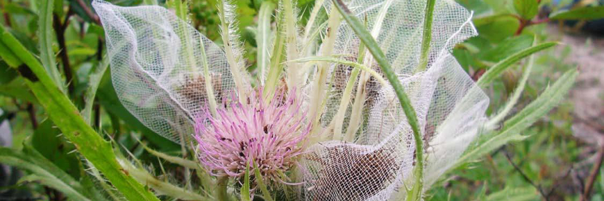 Un plant de chardon de Mingan enveloppé d'un filet.