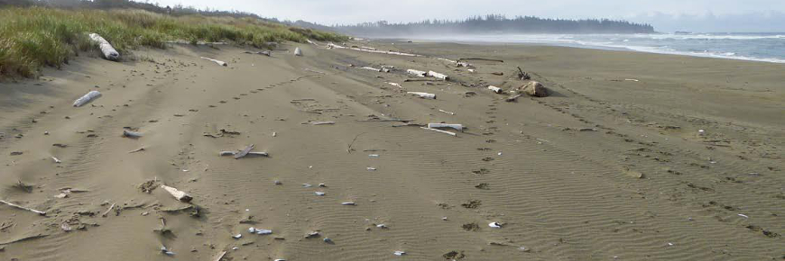 Pistes de loup sur une plage de sable gris.