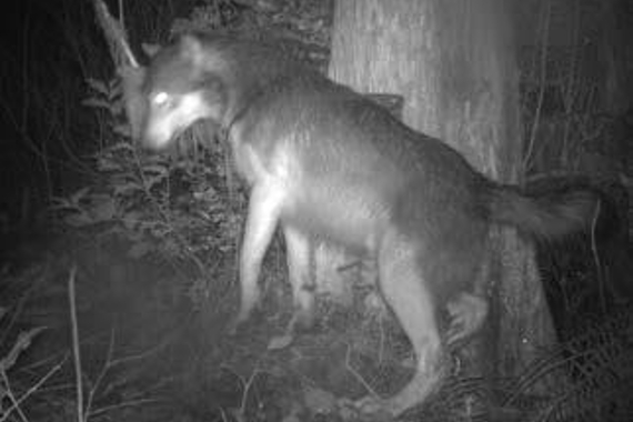 Photo en noir et blanc d’un loup près d’un arbre la nuit.