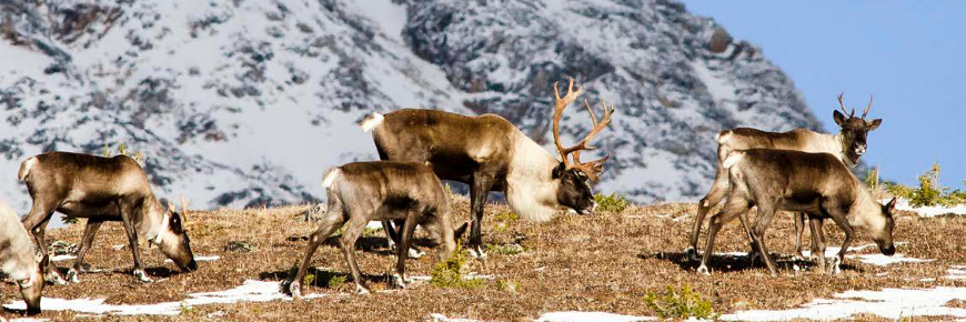 Plusieurs caribous de montagne en train de brouter.