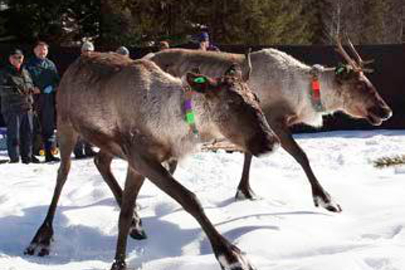Deux caribous des montagnes du Sud portant des colliers de couleurs.