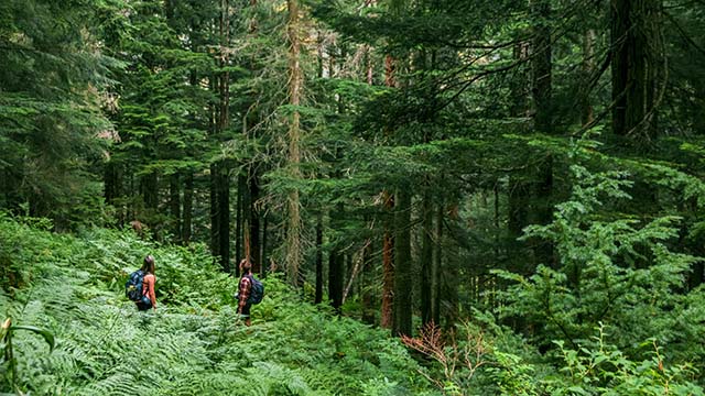 Two people with backpacks stand waist deep in ferns. They look up at a dense, towering forest of straight coniferous trees.