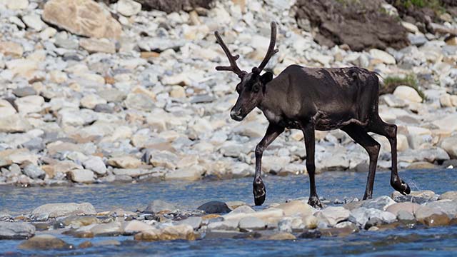 A sleek caribou with short antlers walks through a rocky riverbed.