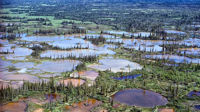 An aerial view of a vast wetland landscape with numerous small lakes and patches of forest.