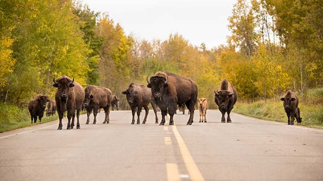 Un groupe de bisons, comprenant des adultes et un veau, traverse une route revêtue au milieu d’un paysage pittoresque d’arbres d’automne.