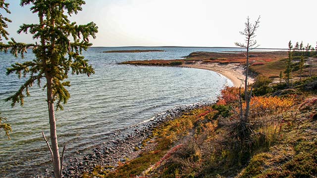 Un rivage de rochers et de sable s’incurve jusqu’à un point bas dans les eaux calmes d’un lac. Un conifère dégarni se trouve au premier plan.