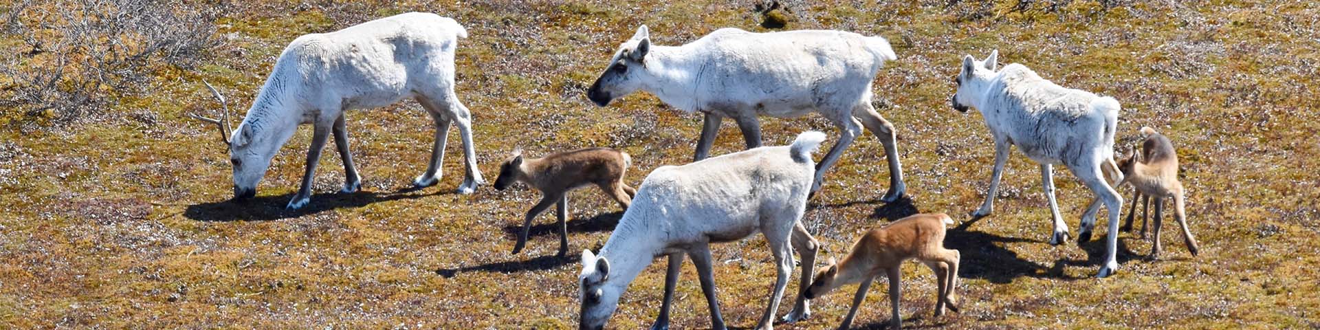 Four adult caribou graze their way across a grassy tundra landscape as four calves follow closely along.