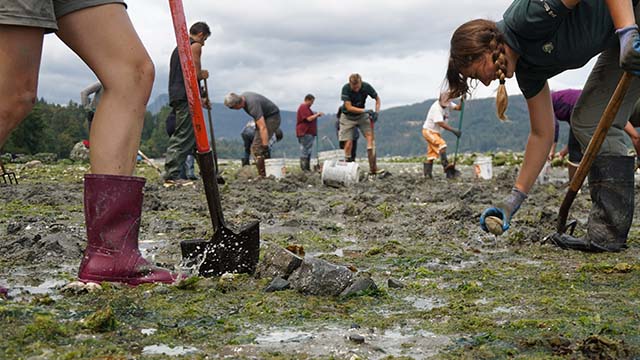 A dozen people in boots and gloves use shovels and buckets to work moving rocks in the seaweed of an intertidal zone at low tide.