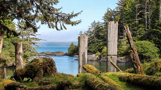 Four wooden poles stand among moss covered logs, surrounded by forest. The background is a small, protected bay, with the ocean beyond.