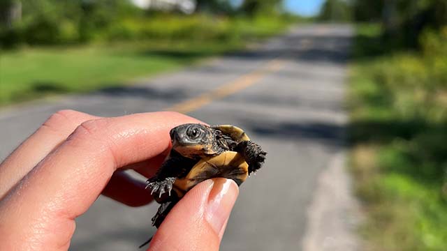 A tiny turtle hatchling with a dark shell and bright yellow markings is gently held between the thumb and forefinger of a human hand.
