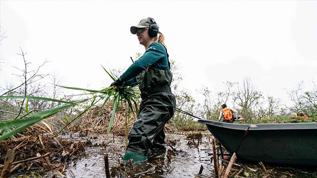 Tarra Degazio in chest waders handles invasive reeds while calf deep in a muddy wetland. There is a boat and team members behind her.