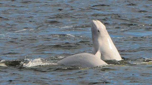Two beluga whales swim side-by-side in rippled water. One raises its head above the surface while the curved back of the other surfaces.
