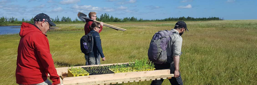 Two men carrying a pallet of aster seedlings with other volunteers behind.