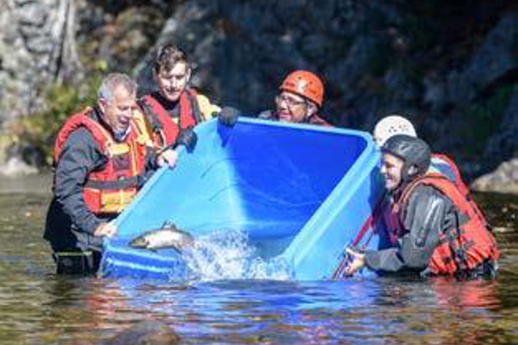 Five people in hip-deep water holding a large blue plastic container of fish.