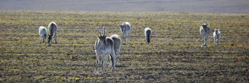 Eight Peary caribou on the tundra.