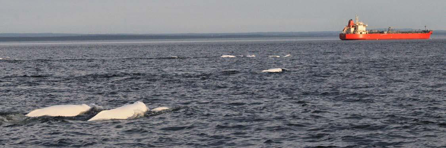 Beluga whales swimming in the foreground with a commercial ship in the distance.