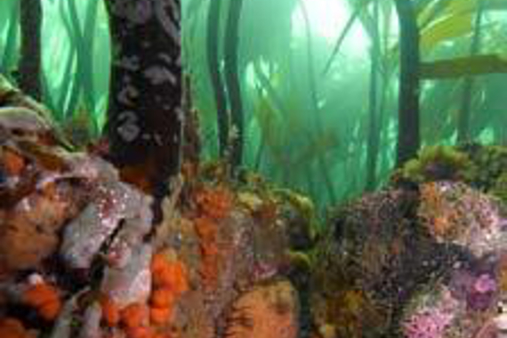 Vue sous-marine d’une fronde de varech et des escargots marins en avant-plan.