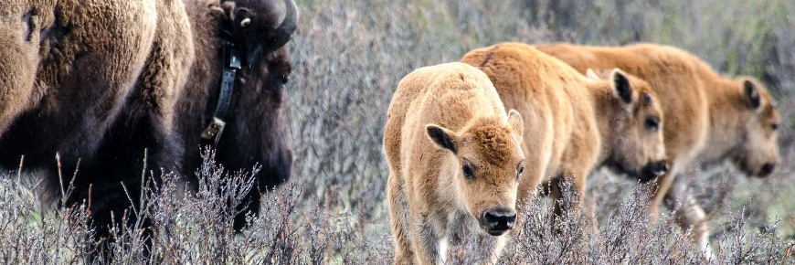 TroisÂ bisonneaux à côté d’un bison adulte.