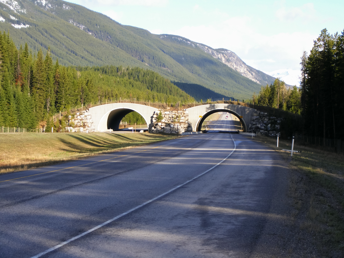 Sunshine Animal Overpass at km 27 on the Trans-Canada Highway in Banff National Park