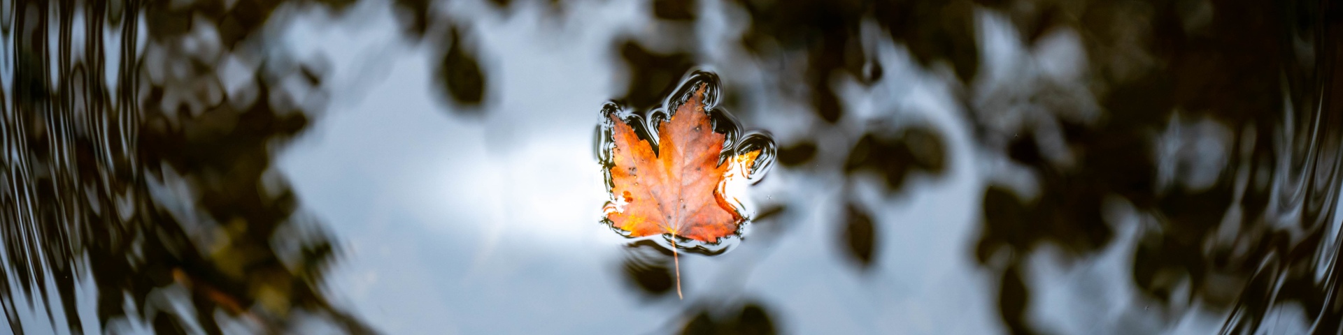 An autumn leaf in the water.